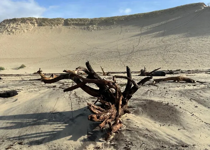 Les Mimosas * Arcachon